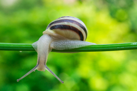常见庭园蜗牛爬上绿色茎的植物