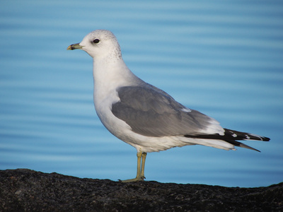 黑头鸥Larus Ridibundus