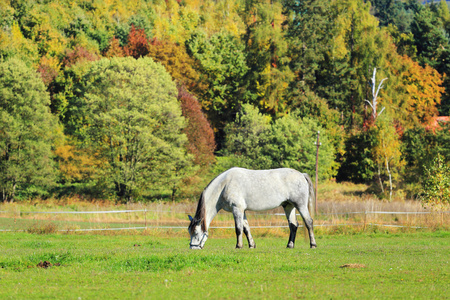 多彩的秋景与白马