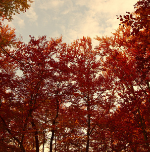 红色秋天的树木