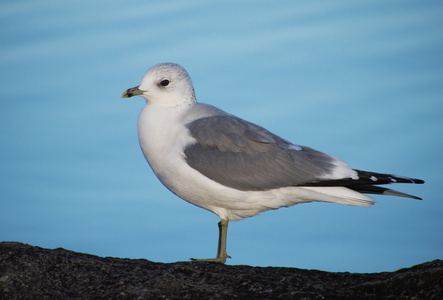 黑头鸥Larus Ridibundus