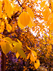 黄色的树叶从树上飘落在秋天