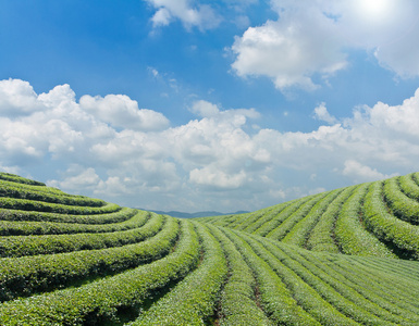 在一个山坡上的绿色茶园