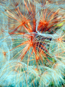 微距摄影的蒲公英的种子图片