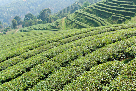 在一个山坡上的绿色茶园