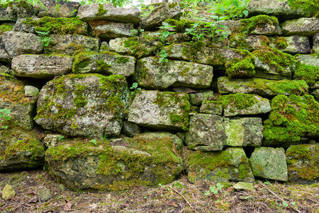 绿色的苔藓墙图片