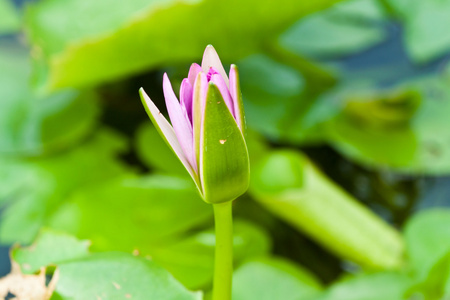 莲花河上