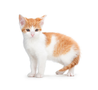 在白色背景上的橙色小猫
