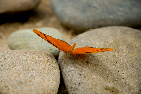 蝴蝶岩蝴蝶 42照片