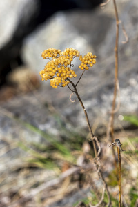 野生杂草