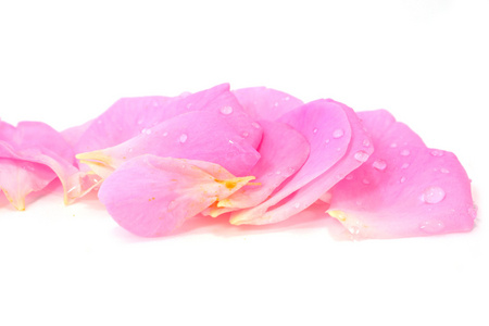 白色上隔绝的美丽粉红玫瑰花瓣图片