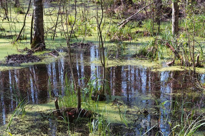 在森林沼泽