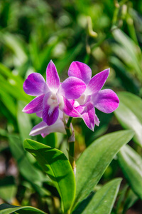 粉红色的花束兰花花