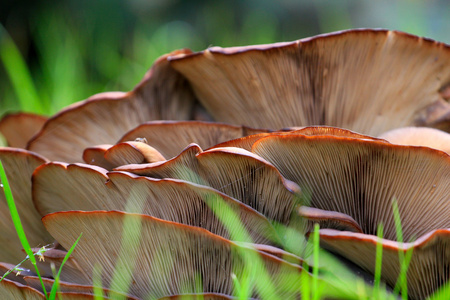 蘑菇菇