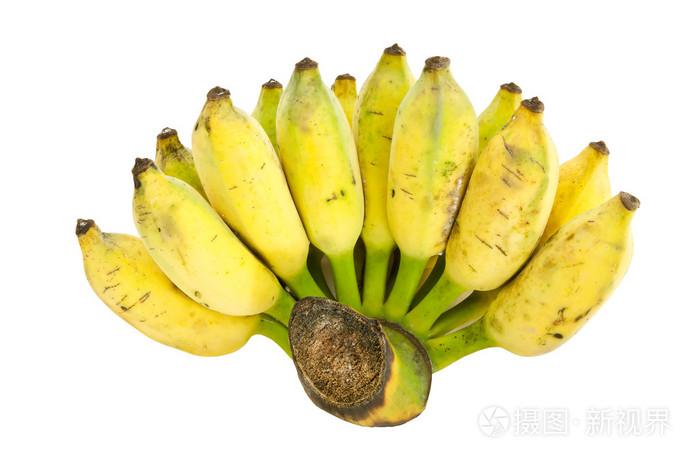 群的栽培香蕉