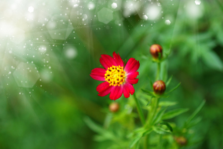 在花园里的美丽的迷你波斯菊花海