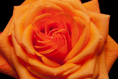 关闭了图像的单个橙色玫瑰