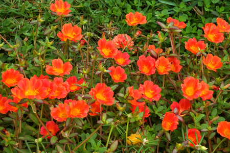 马齿苋花在早晨花园