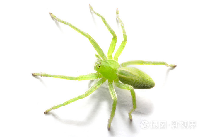 绿色亨斯迈蜘蛛