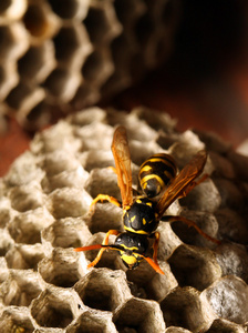 一只黄蜂和其蜂窝