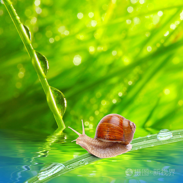 食用蜗牛蜗牛在草地上