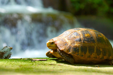 野生龟在小瀑布在比福福科拉尼国家看齐