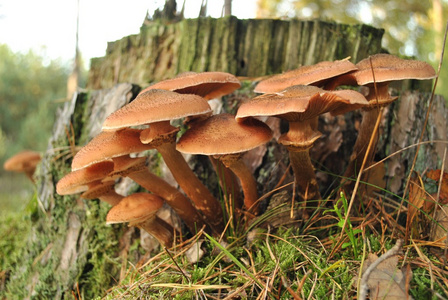 秋季森林土壤的棕色蘑菇图片