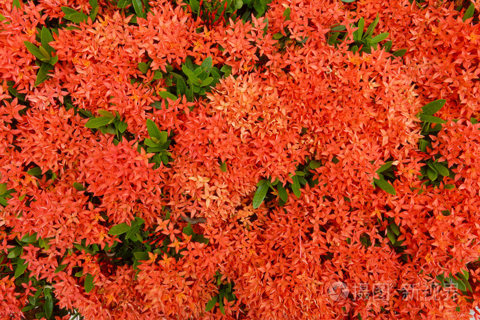 西印度茉莉花的红色. (伊索拉森)