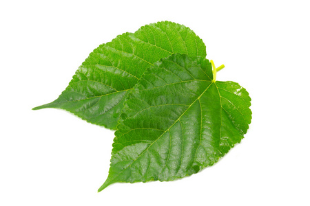 新鲜桑叶图片-新鲜桑叶素材-新鲜桑叶插画-摄图新视界