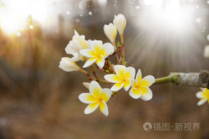 松弛的芳香的鸡蛋花花朵