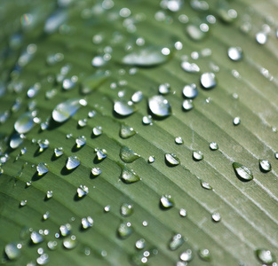 清晨的阳光在翠绿的芭蕉叶上的露珠