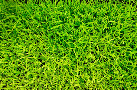 绿草稻