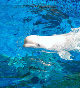 白海豚中华白海豚白鲸照片