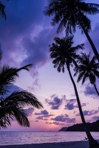 siluetu kokosov palma