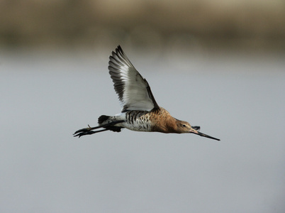 黑尾 godwit，利莫萨瑞斯利莫萨瑞斯