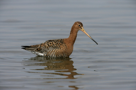 黑尾 godwit，利莫萨瑞斯利莫萨瑞斯