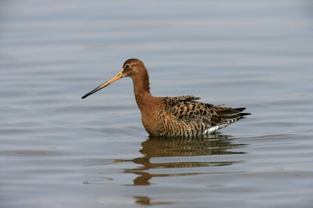 黑尾 godwit，利莫萨瑞斯利莫萨瑞斯