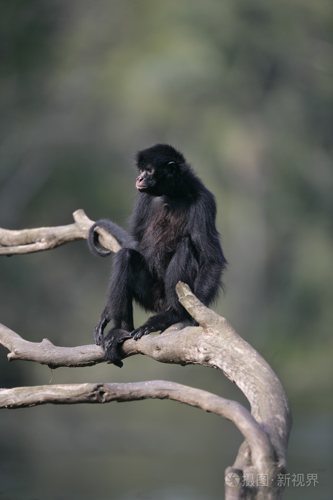 黑脸的蜘蛛猴ateleschamek