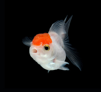 白色金鱼照片