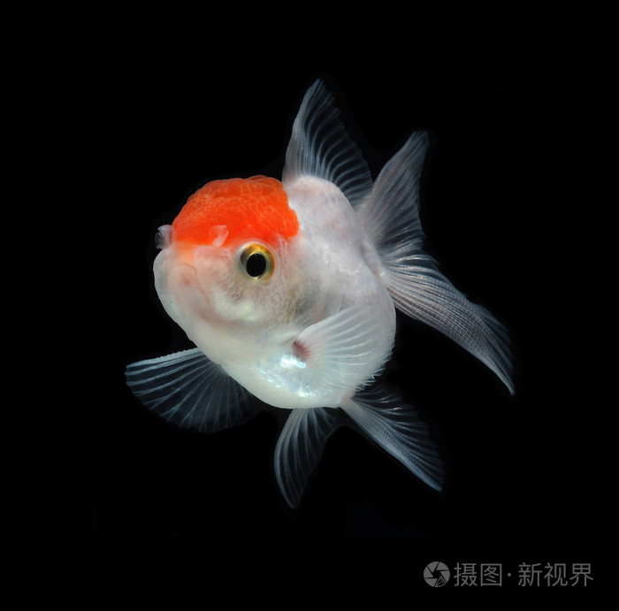 白色金鱼照片 正版商用图片1djq4g 摄图新视界 白色金鱼照片 正版商用图片1djq4g 摄图新视界