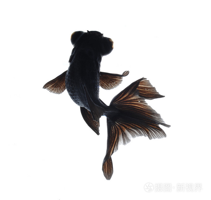 黑色金鱼
