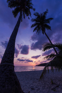 siluetu kokosov palma