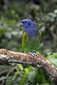 蓝头鹦鹉，pionus menstruus