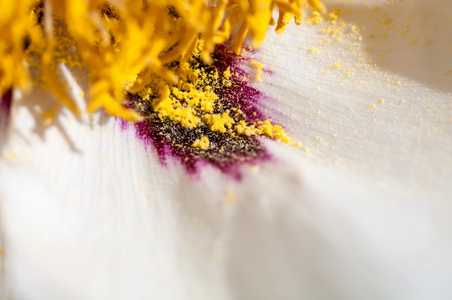 黄色花粉漏出牡丹的白色花瓣上