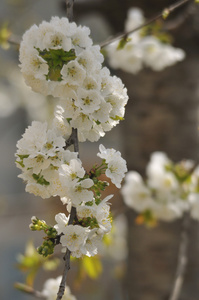 苗圃中的花朵