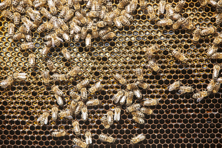 蜂蜡 梳篦 六角形 农业 蜂房 蜂巢 养蜂