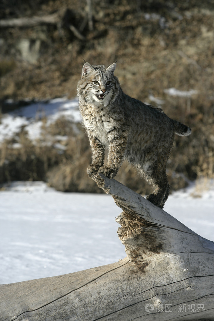 山猫蓝色