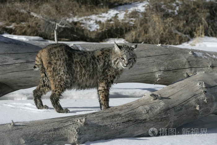 山猫蓝色