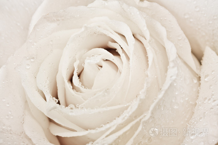 宏拍摄的白玫瑰