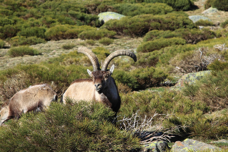 站在高山 ibex，生活在海拔高的野生动物